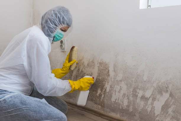 Best Crawl Space Mold Removal  in Douglas, MI