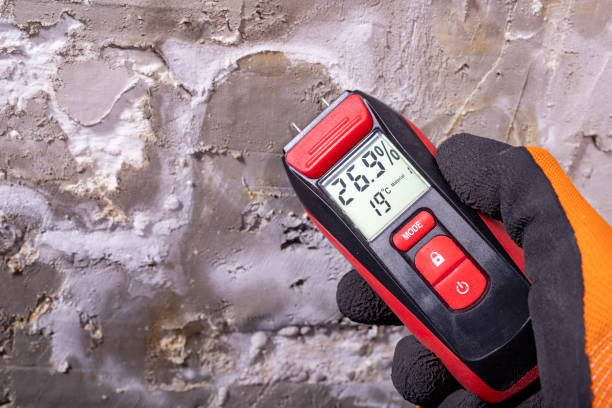 Best Home Mold Removal  in Douglas, MI
