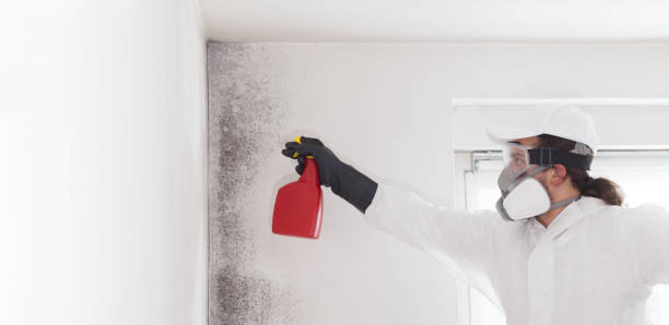 Best Mold Cleaning Services  in Douglas, MI