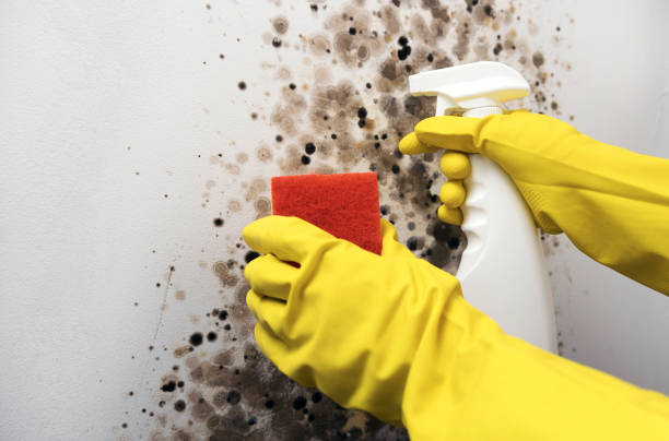 Best Commercial Mold Removal  in Douglas, MI