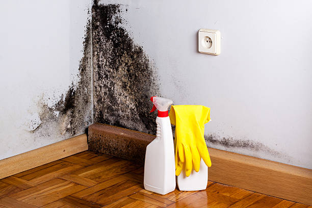 Best Mold Remediation Experts  in Douglas, MI